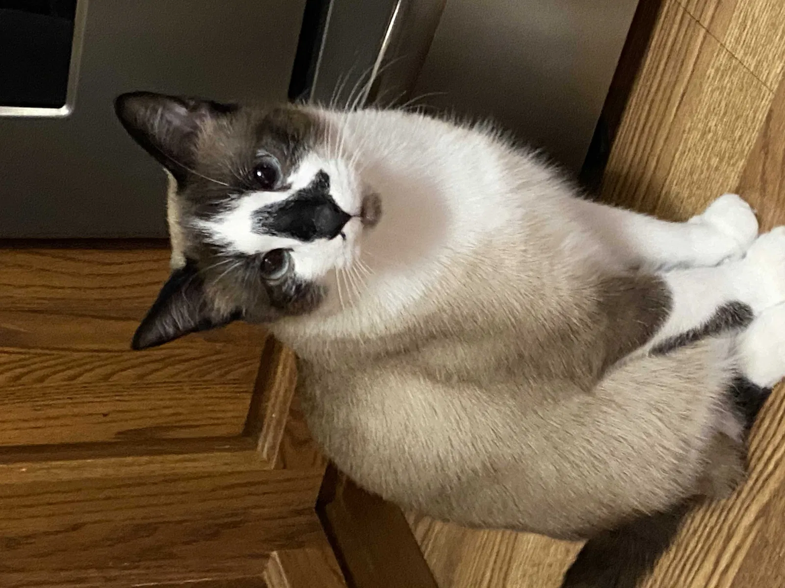 Lost cat in Berlin Center, OH, 44401
