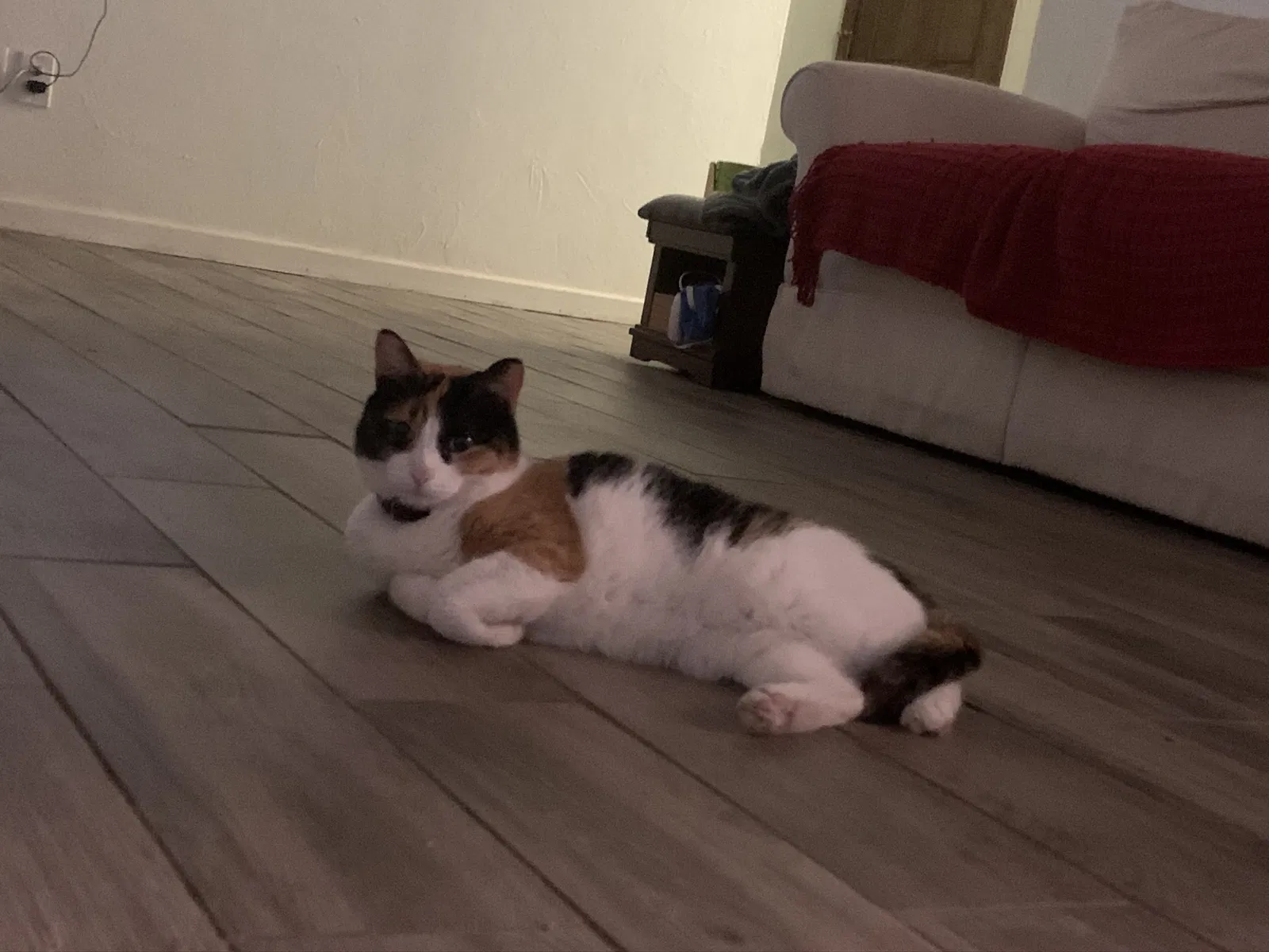 Lost cat in Amarillo, TX, 79109