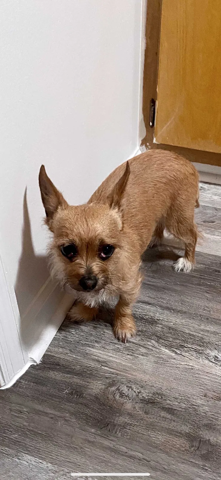 Lost dog in Dalton, GA, 30720