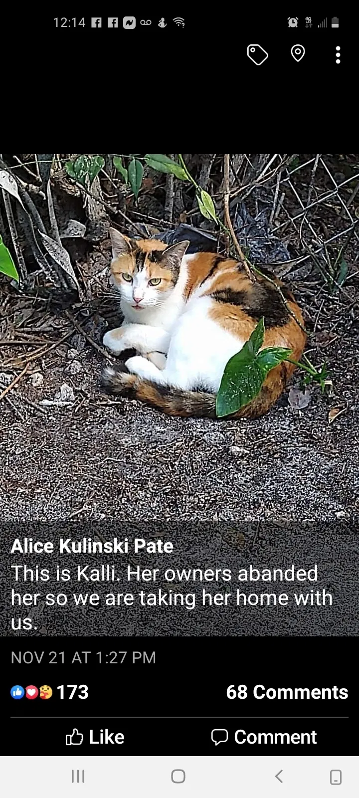 Lost cat in Lake Mary, FL, 32746