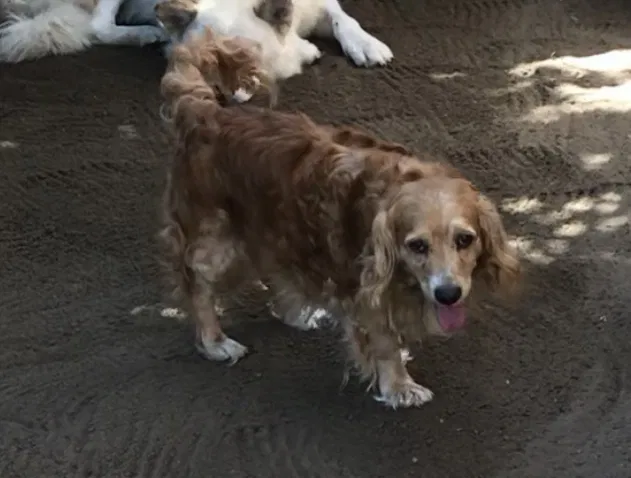 Lost dog in Bellflower, CA, 90706