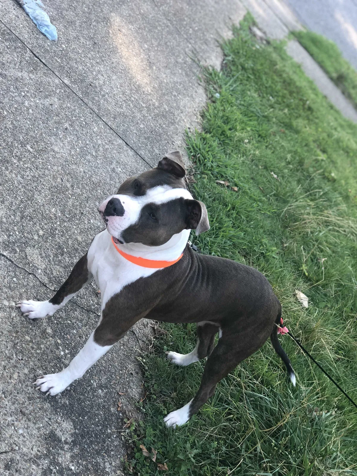 Lost dog in Chesapeake, VA, 23320