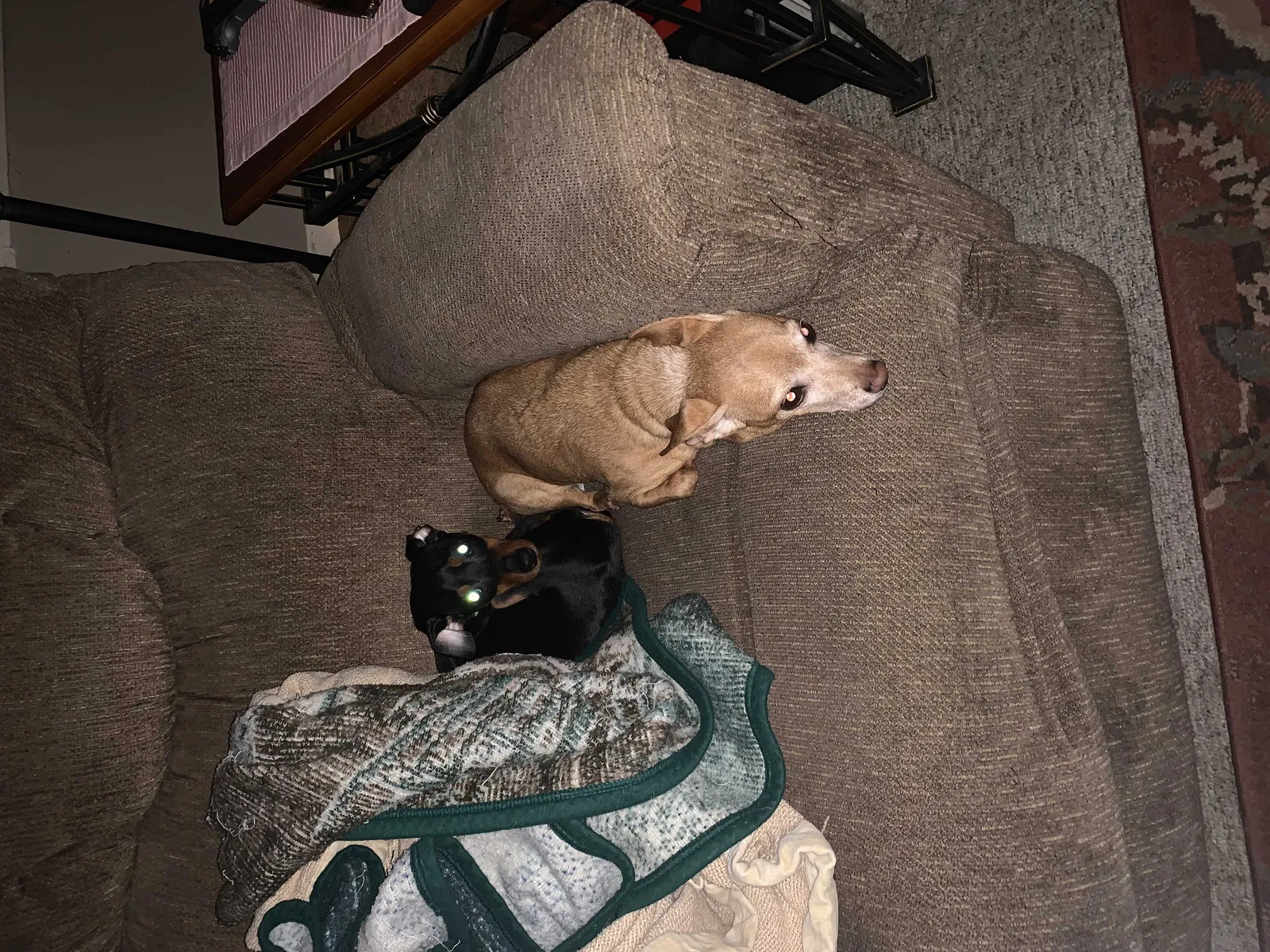 Lost dog in Cedar Lake, IN, 46303