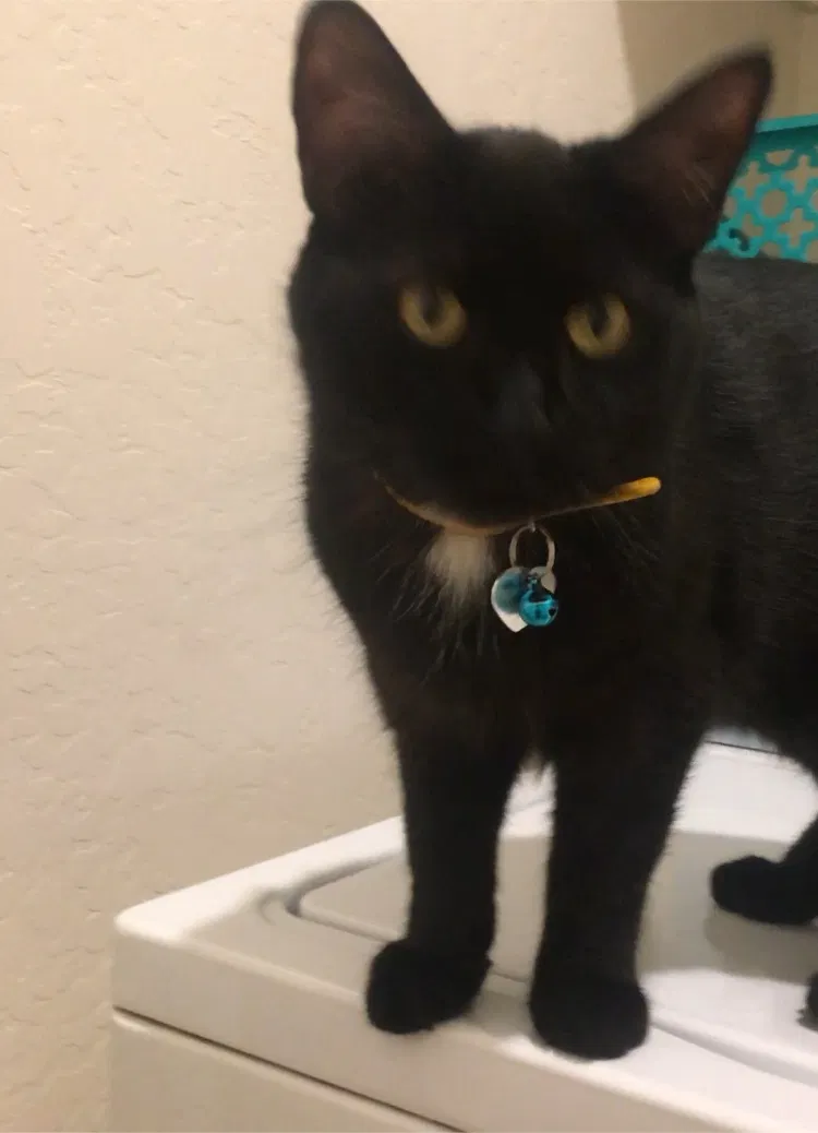 Lost cat in Clovis, CA, 93619