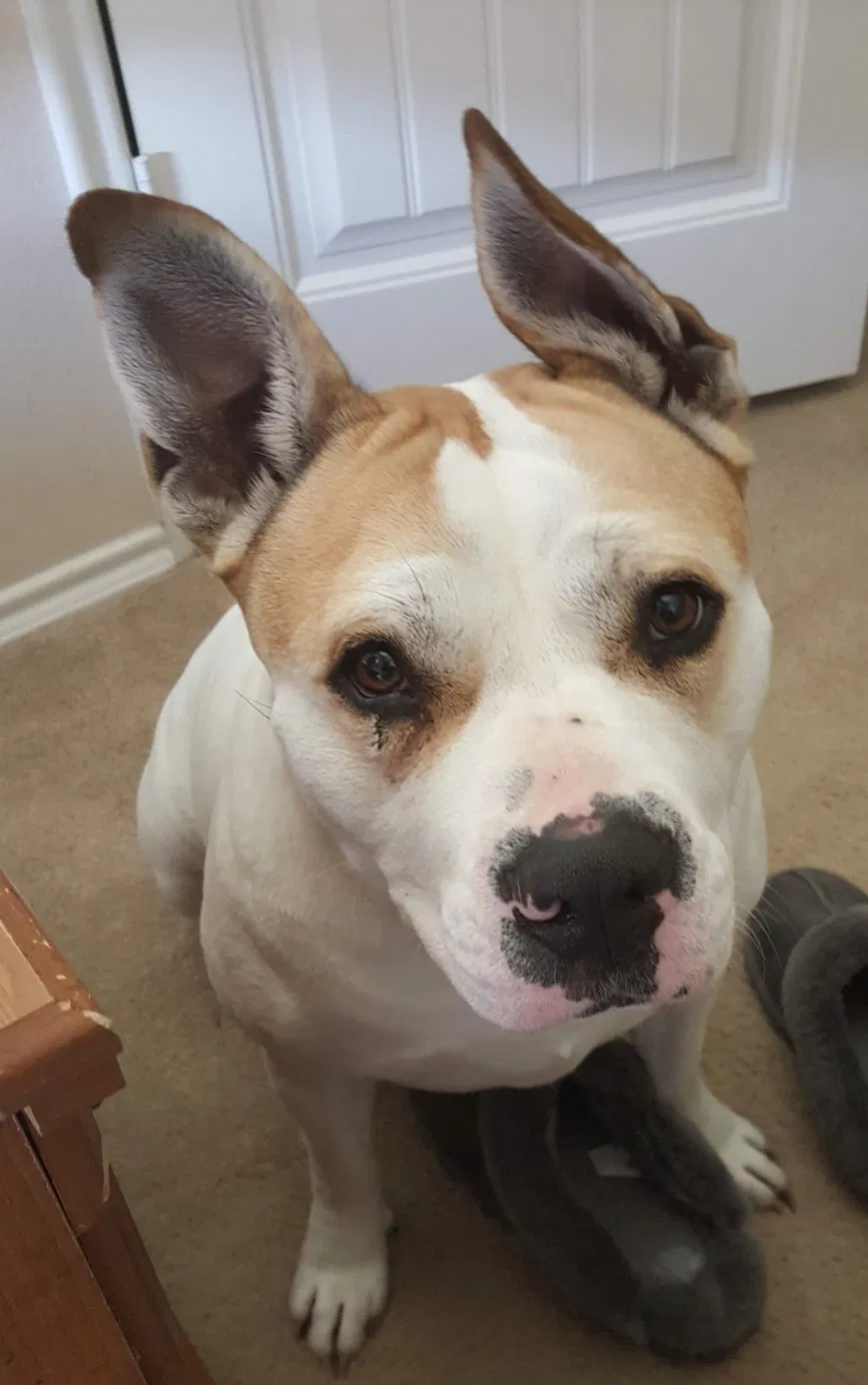 Lost dog in Fort Worth, TX, 76179