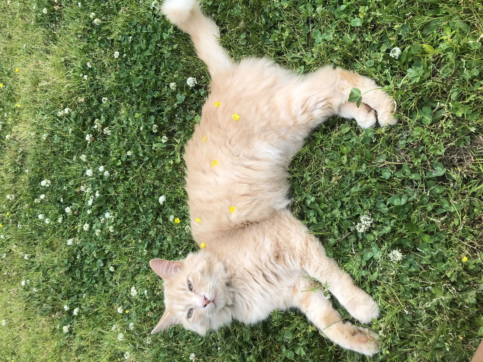 Lost cat in Newport News, VA, 23608