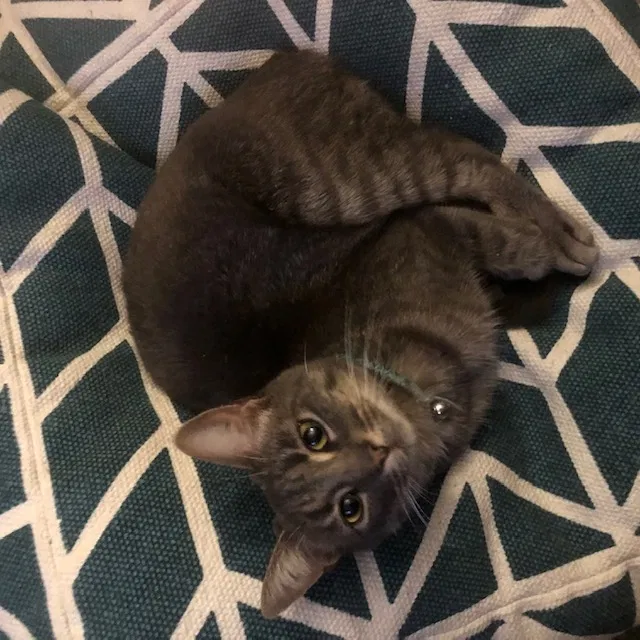 Lost cat in Tacoma, WA, 98444