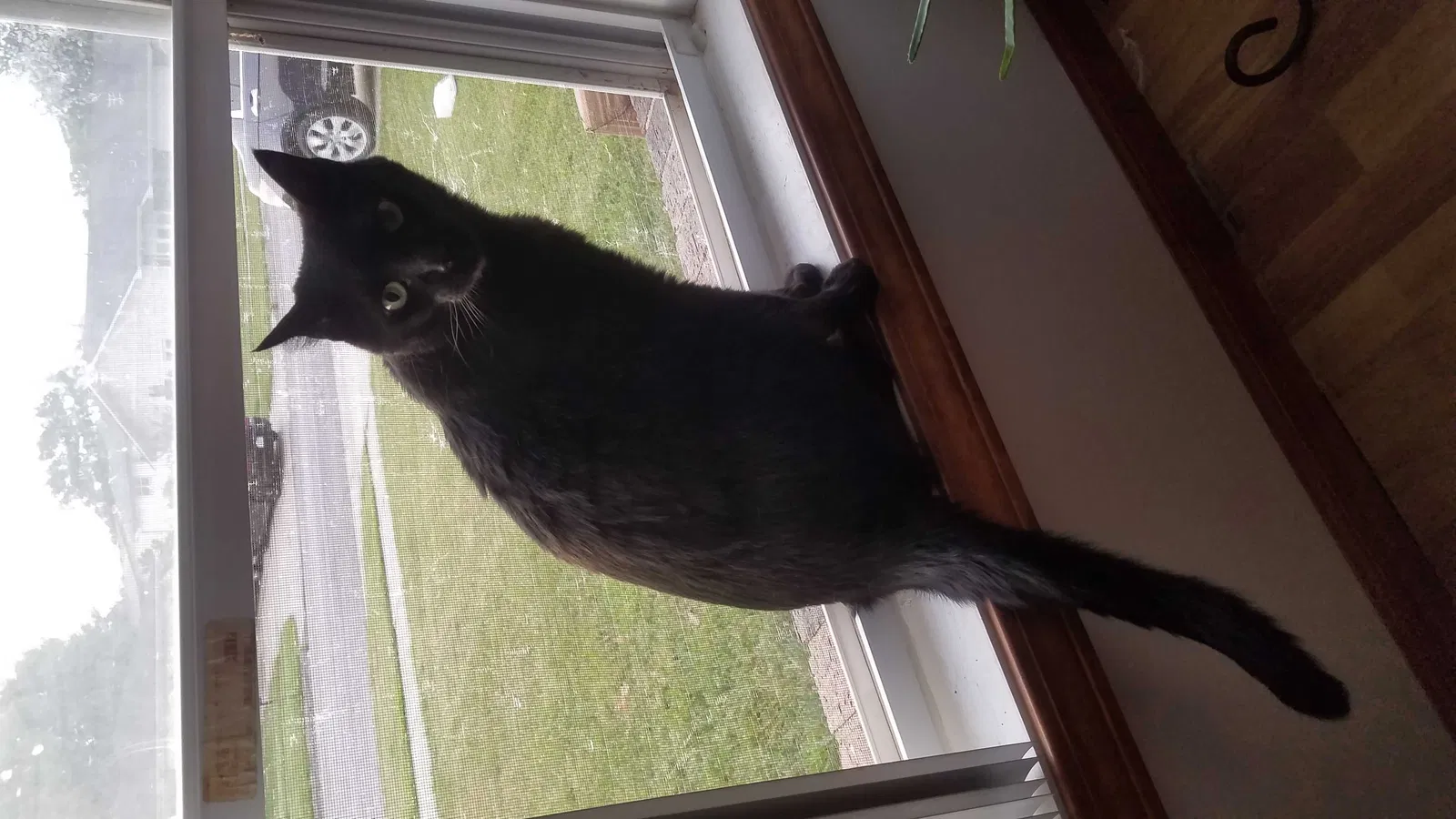 Lost cat in Wichita, KS, 67207