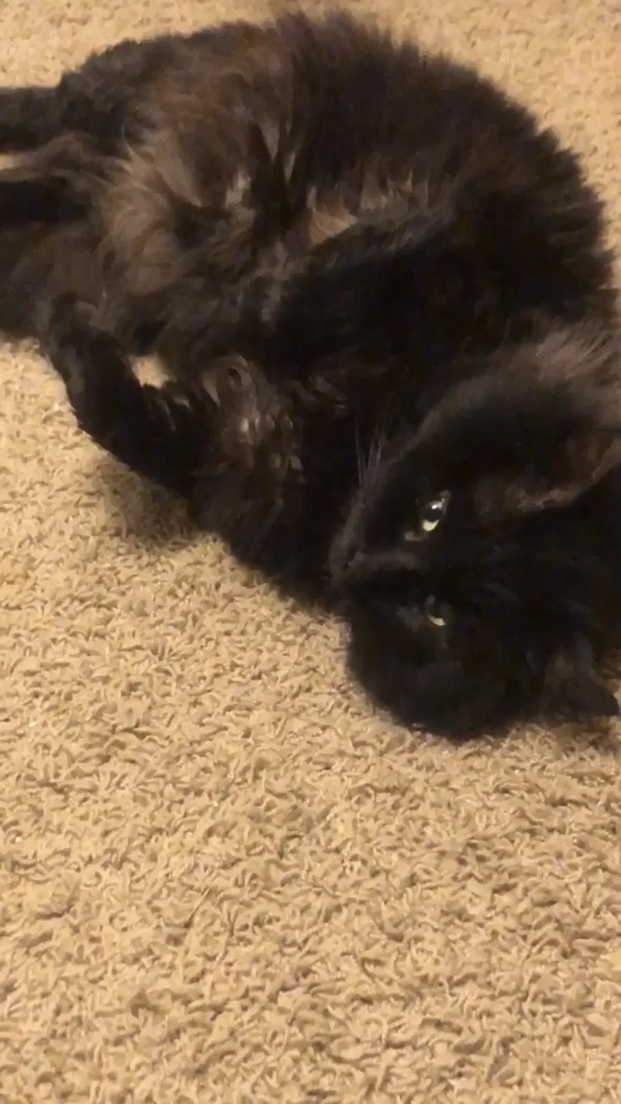 Lost cat in Portland, OR, 97206