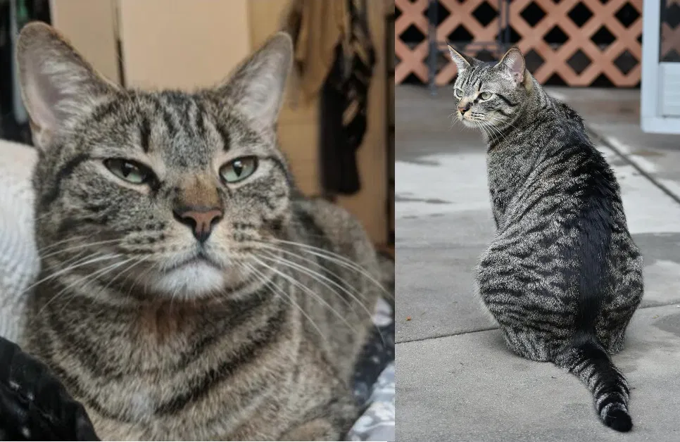 Lost cat in Riverside, CA, 92501