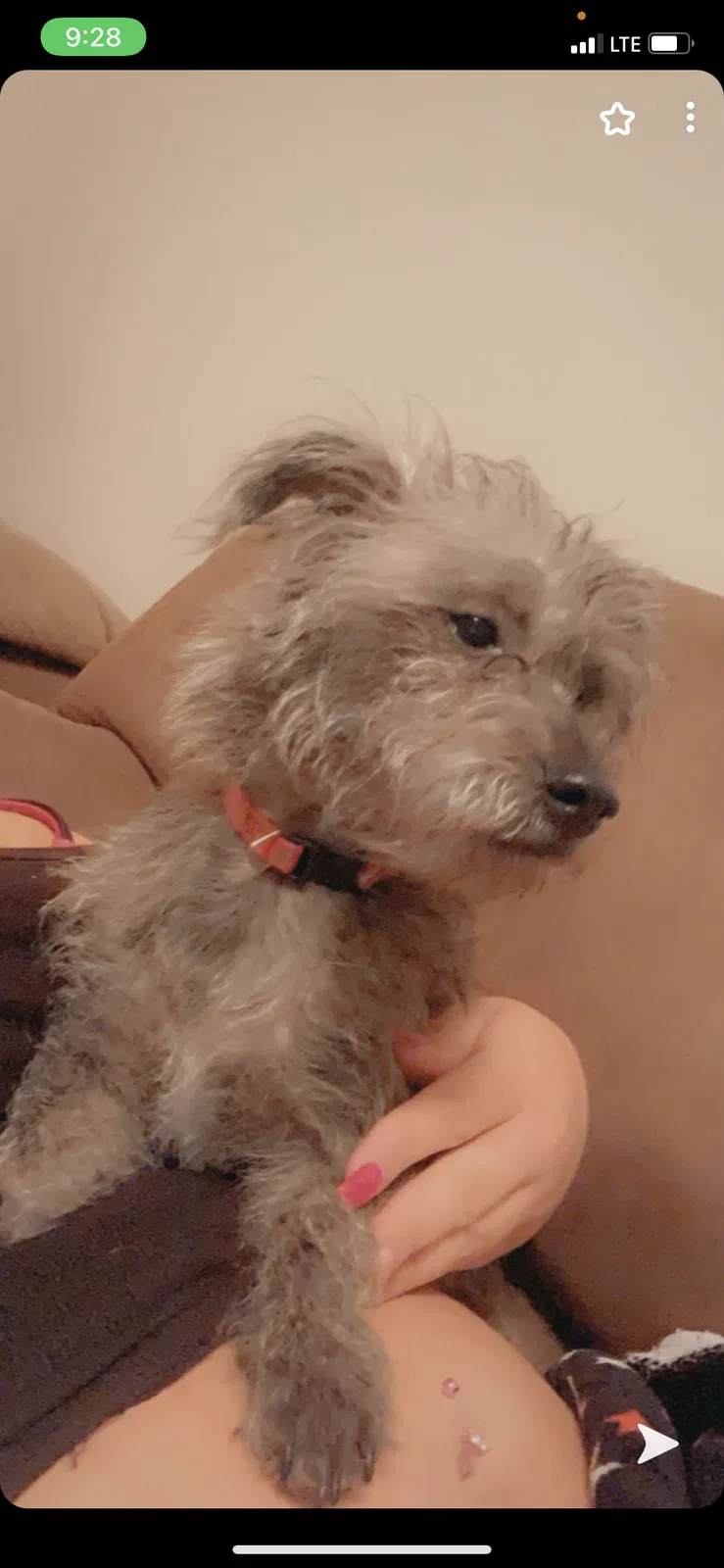 Lost dog in Grand Island, NE, 68801