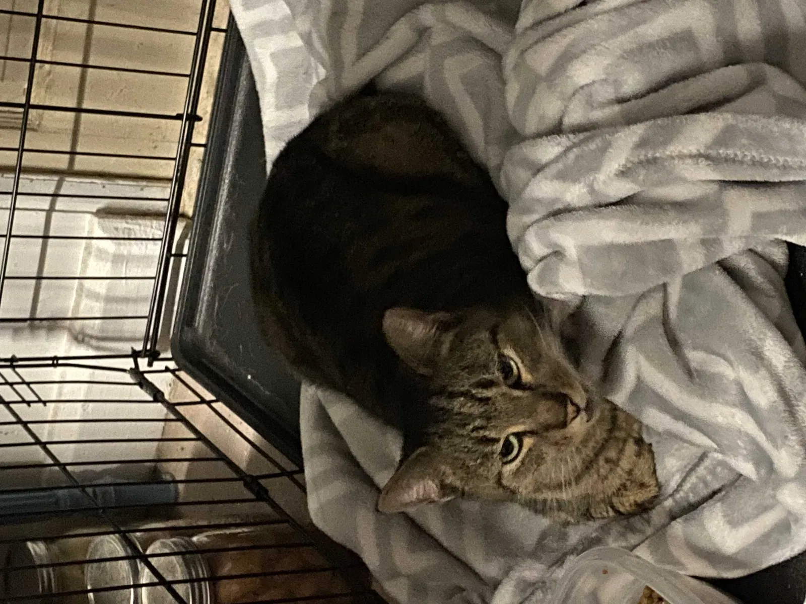 Found cat in Gardners, PA, 17324