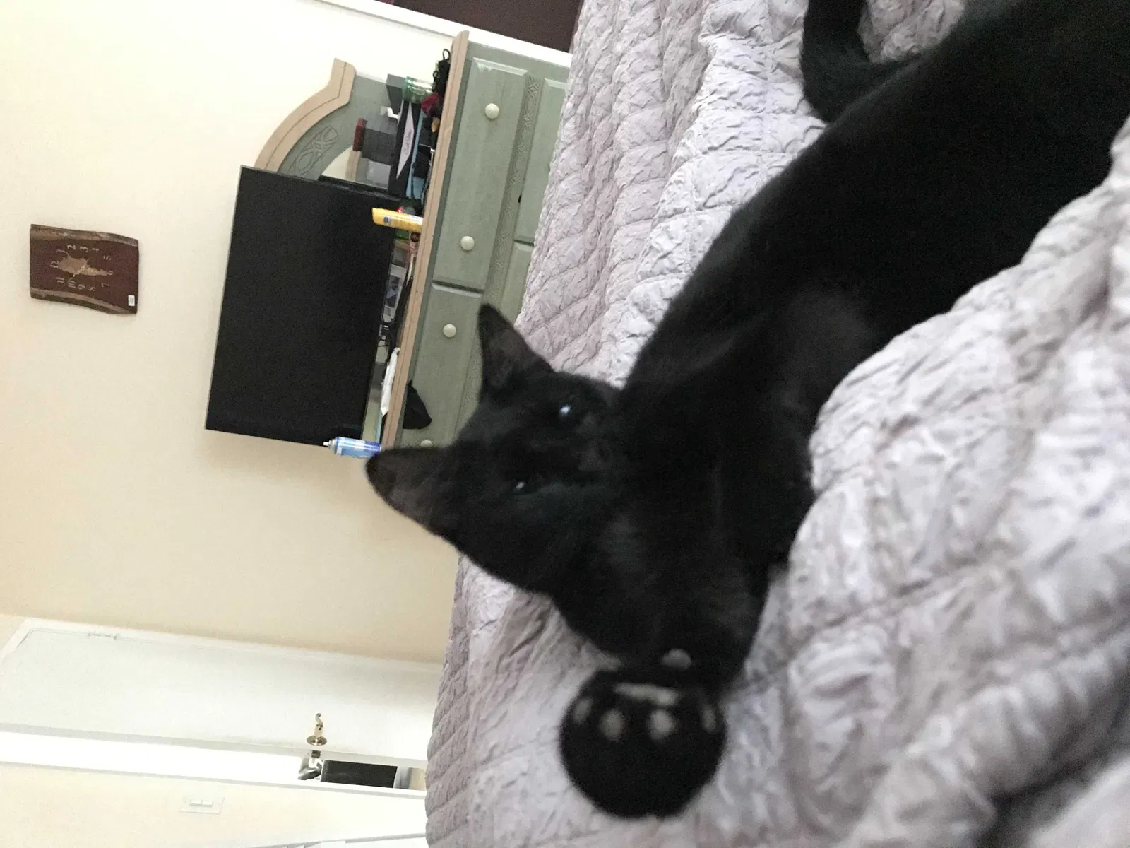 Lost cat in Hollywood, FL, 33020