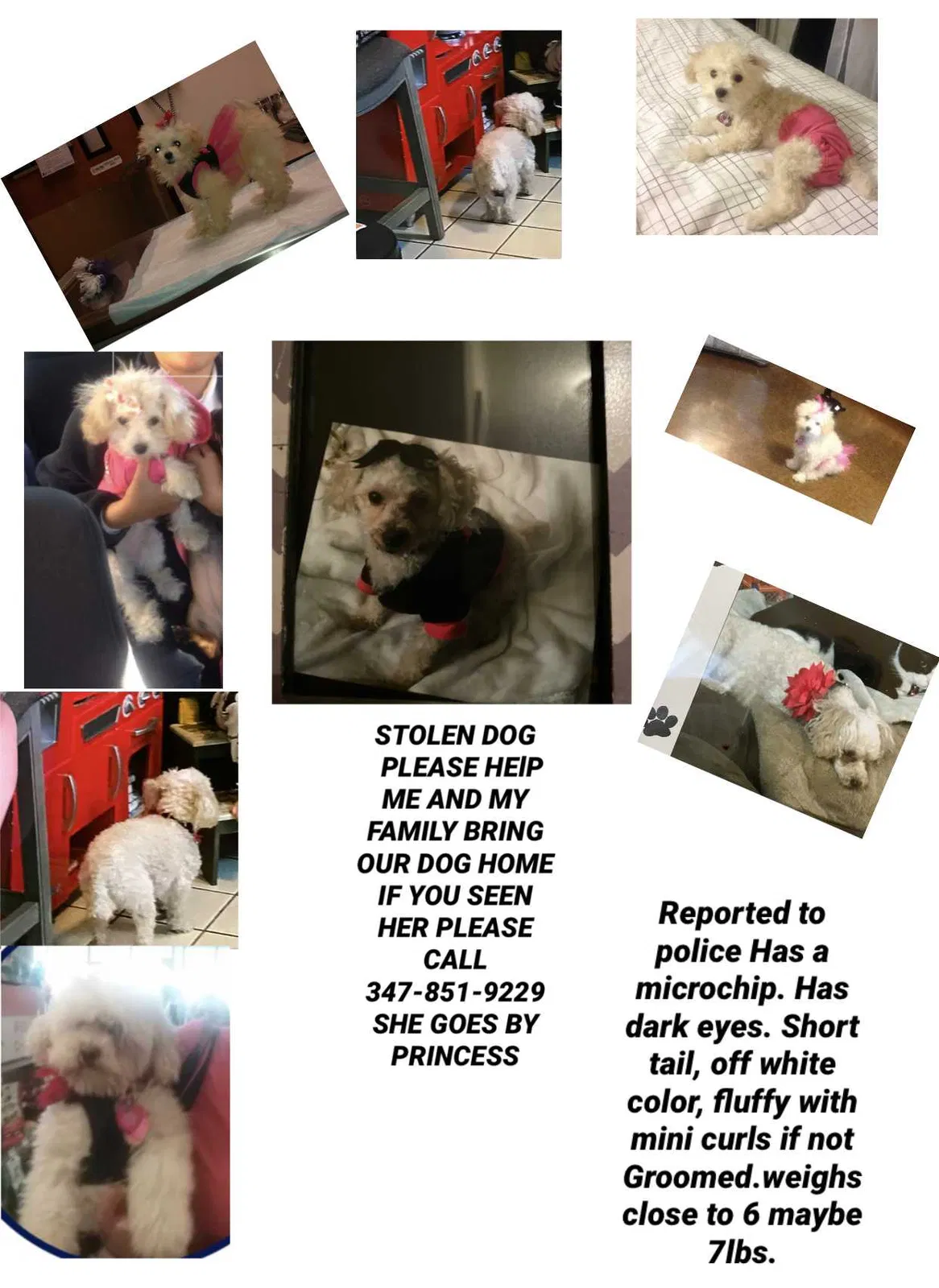 Lost dog in Bronx, NY, 10469