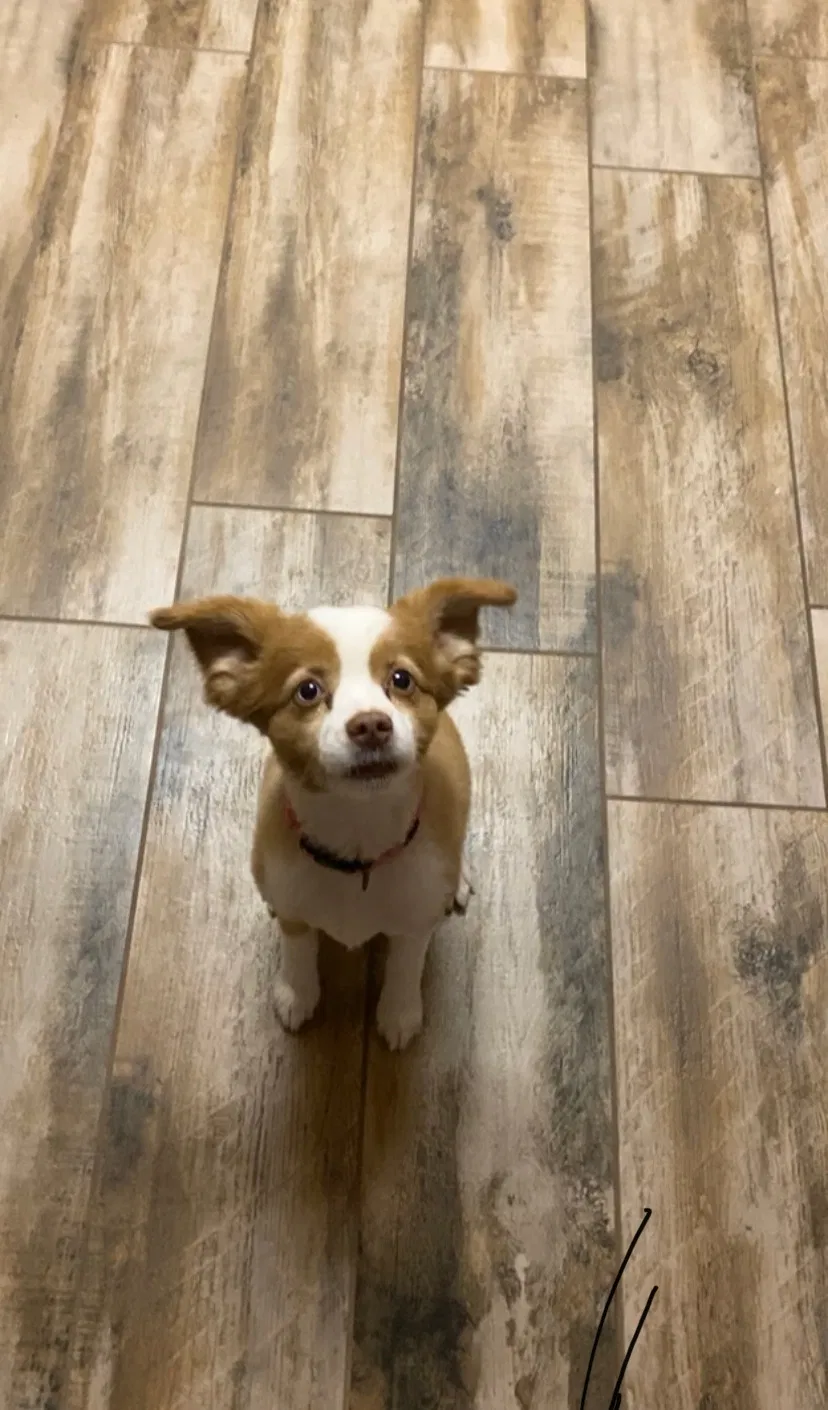 Lost dog in Mesa, AZ, 85213