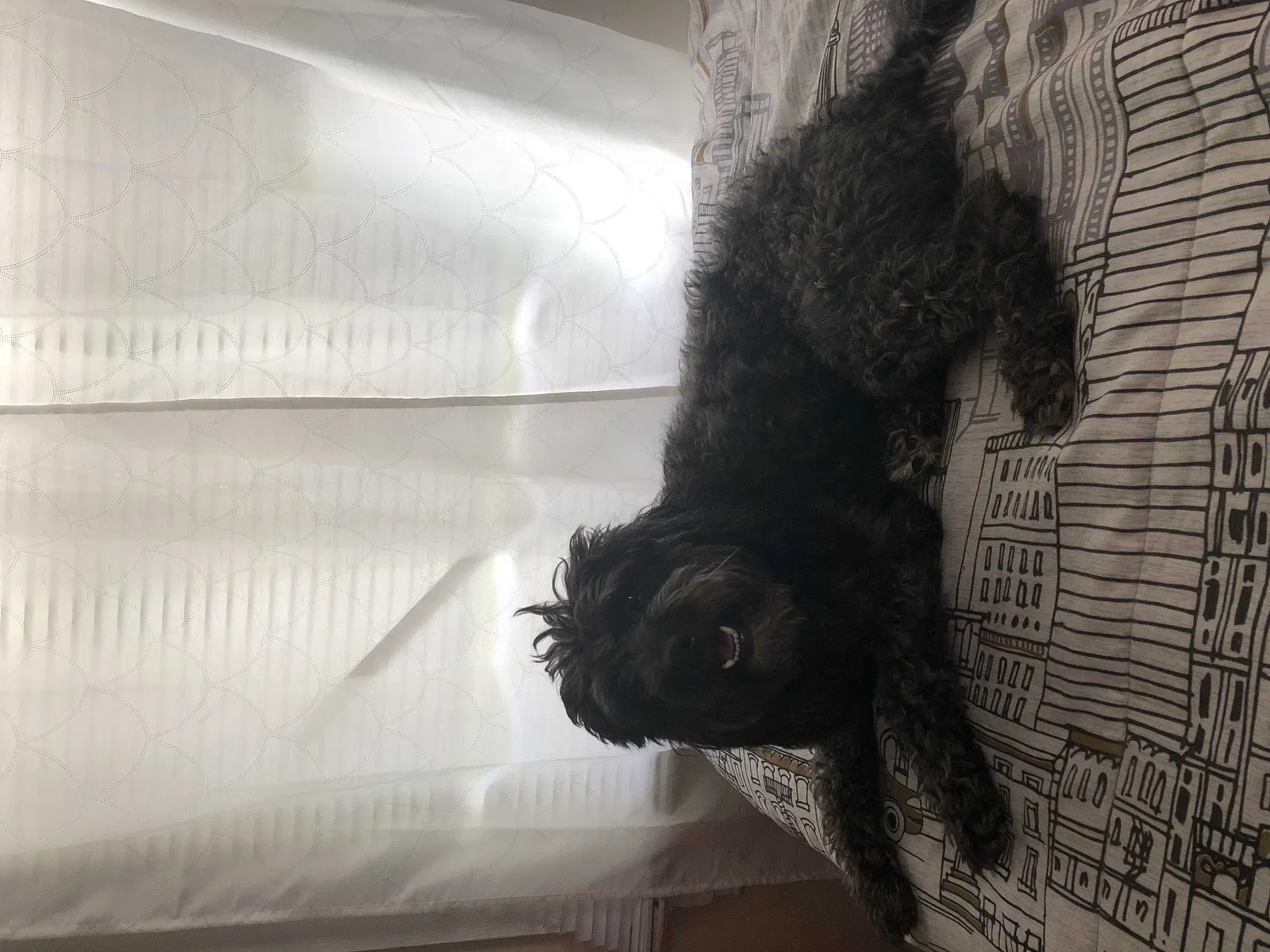 Lost dog in Saint Louis, MO, 63116