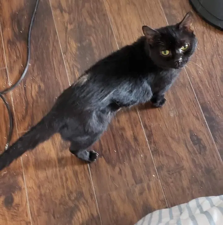 Lost cat in Saint Marys, GA, 31558