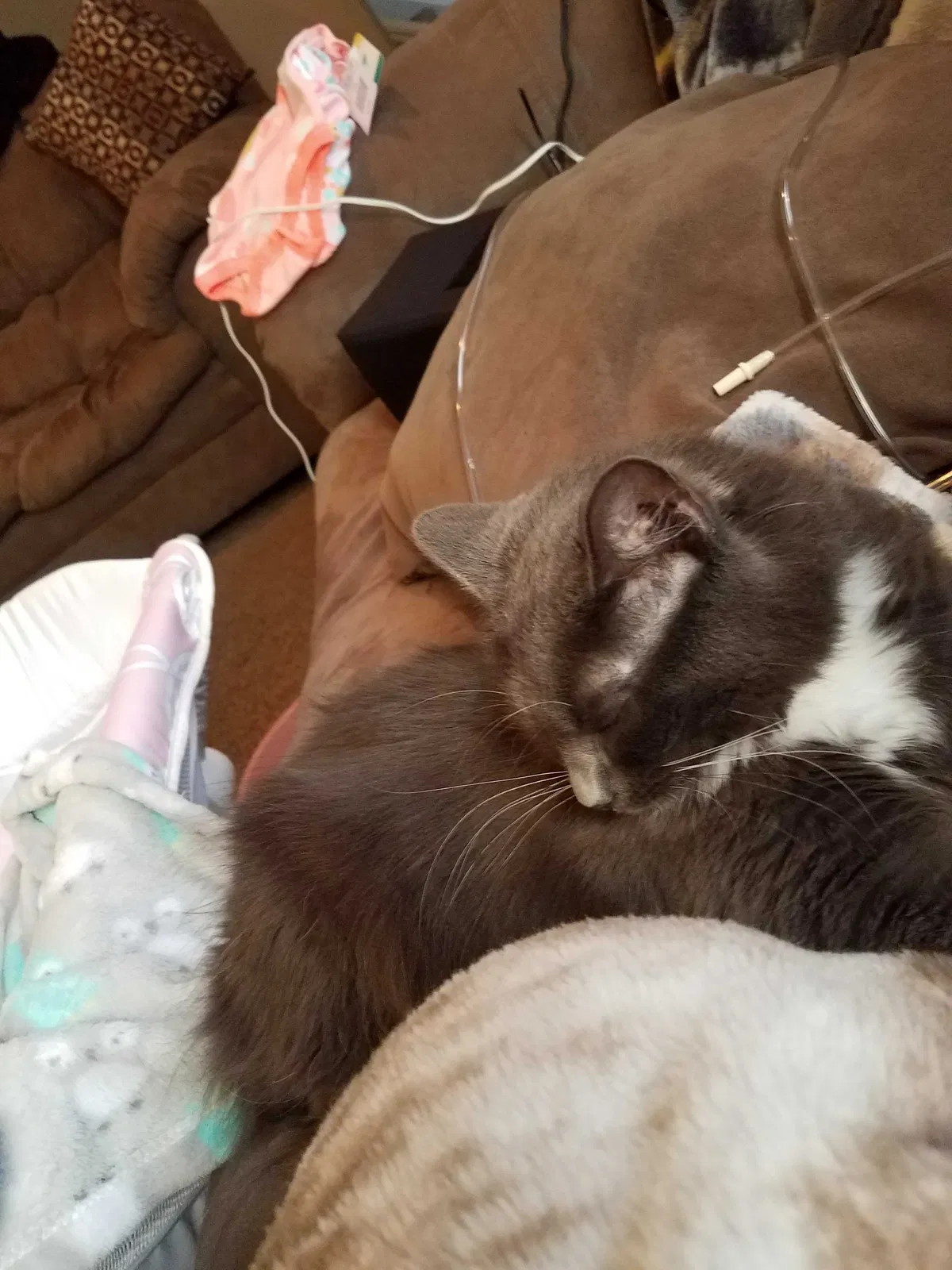 Lost cat in Cincinnati, OH, 45238