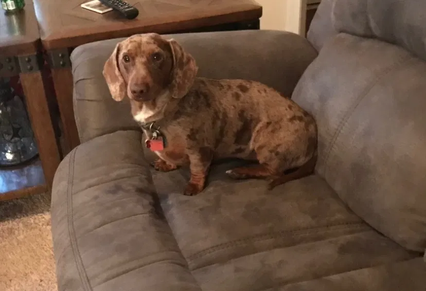 Lost dog in Concord, NC, 28027