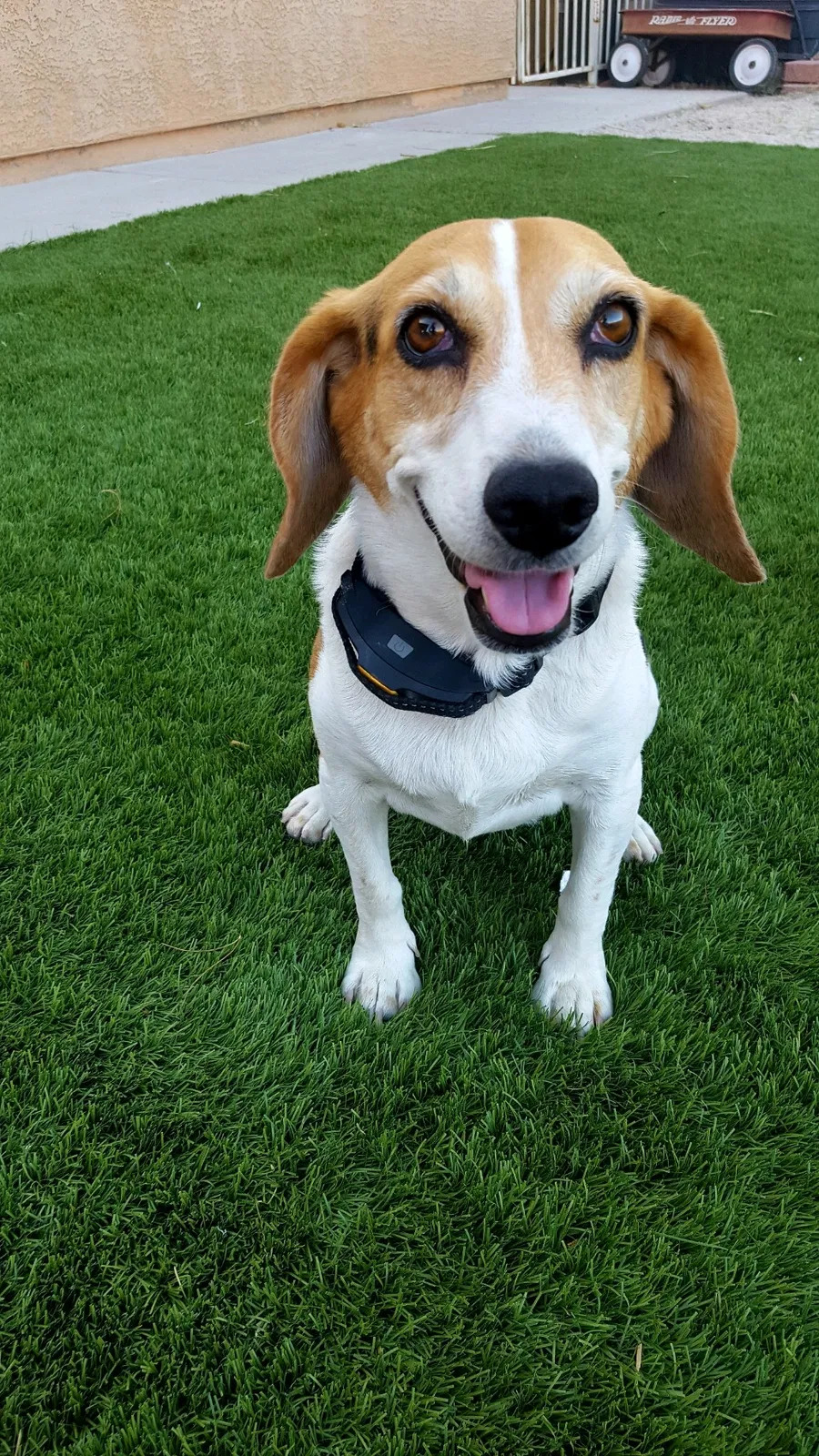Lost dog in North Las Vegas, NV, 89032
