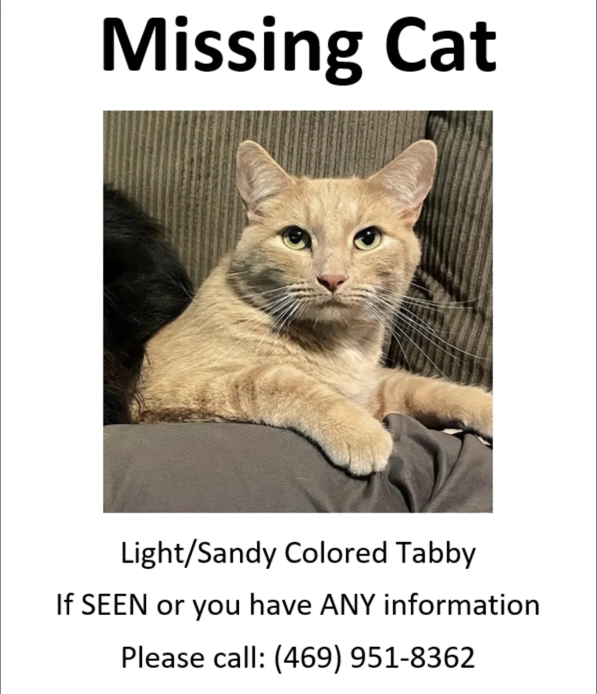Lost cat in Virginia Beach, VA, 23454