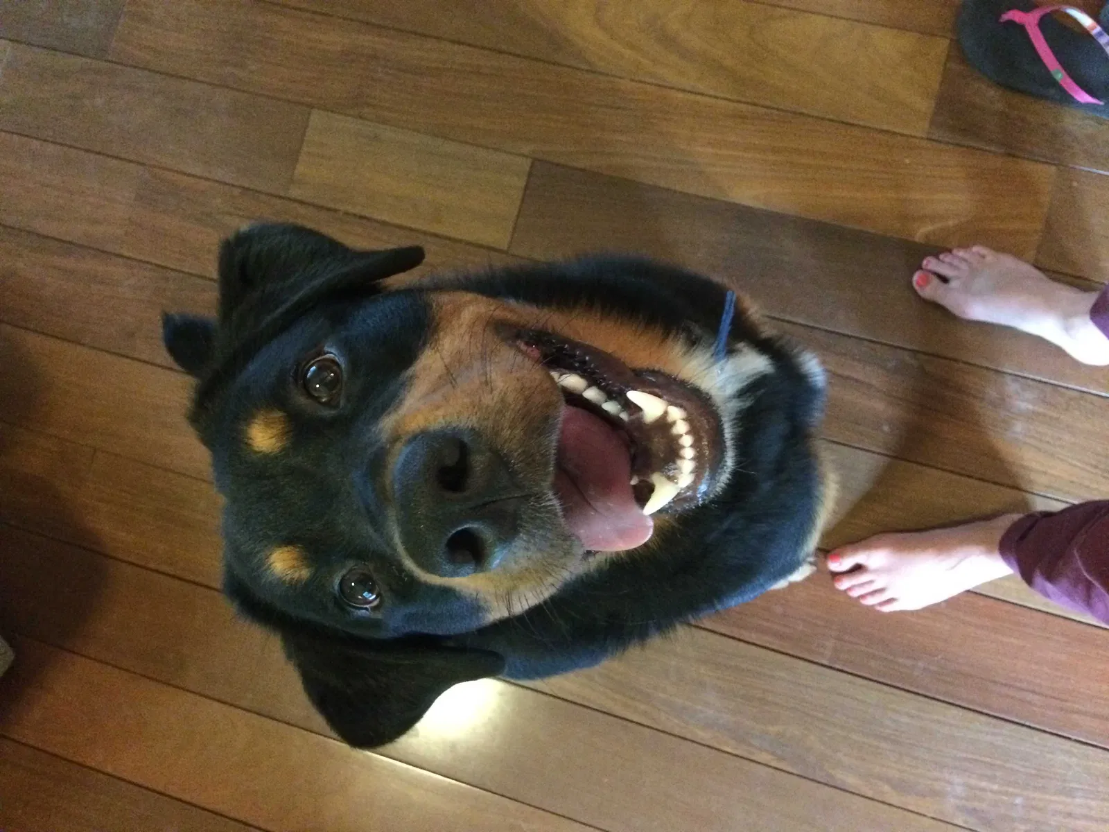 Lost dog in Denver, CO, 80212