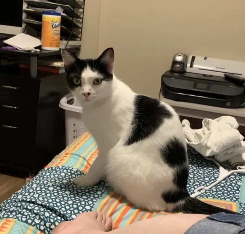 Lost cat in Holiday, FL, 34690