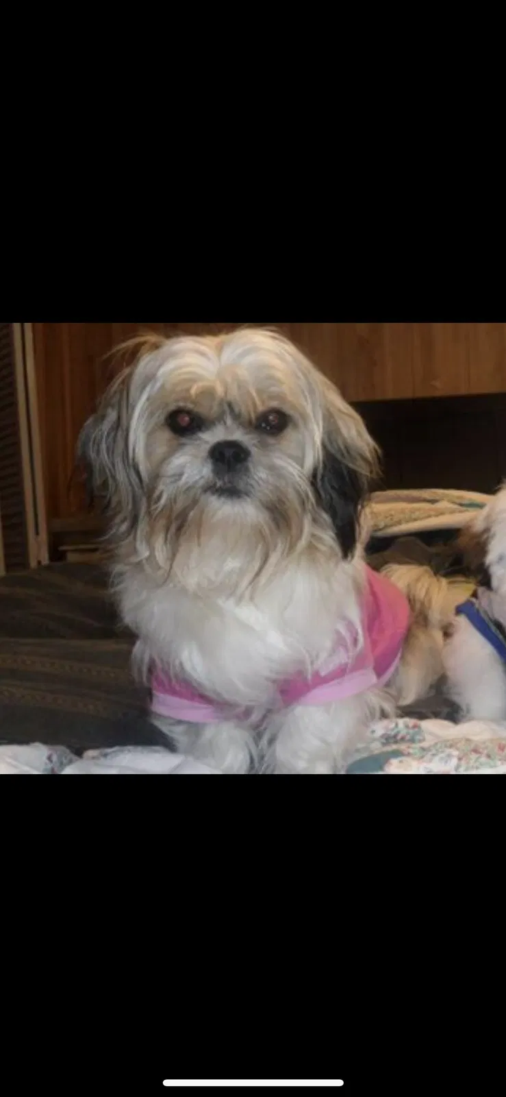 Lost dog in Grand Bay, AL, 36541