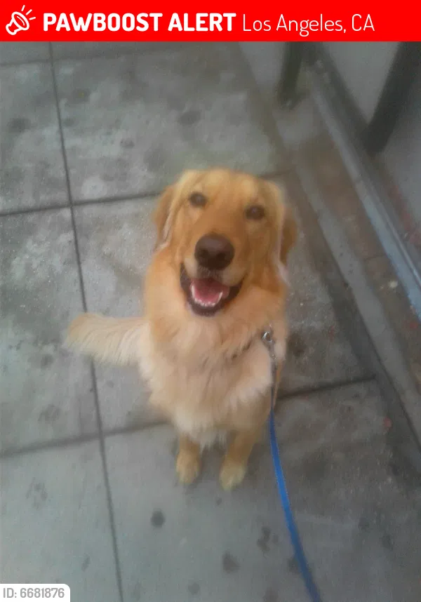 Lost dog in Los Angeles, CA, 90063