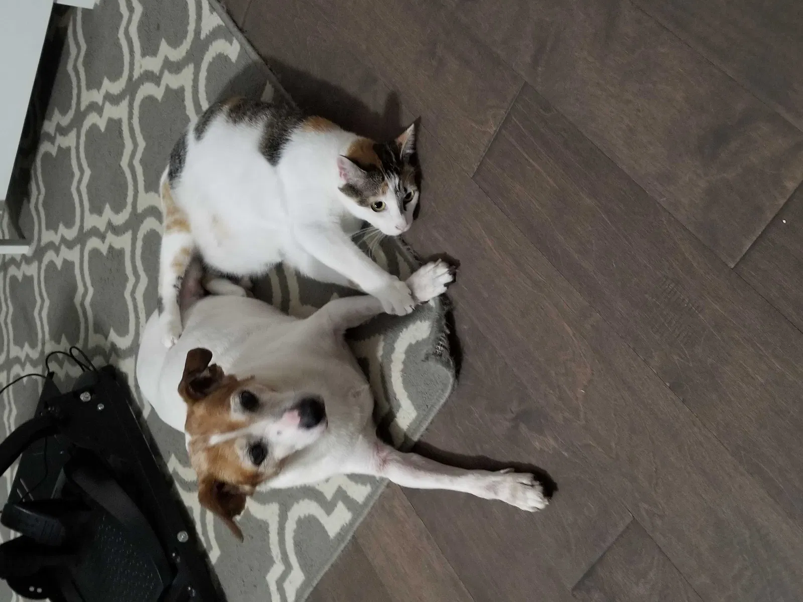 Lost dog in Blacksburg, SC, 29702