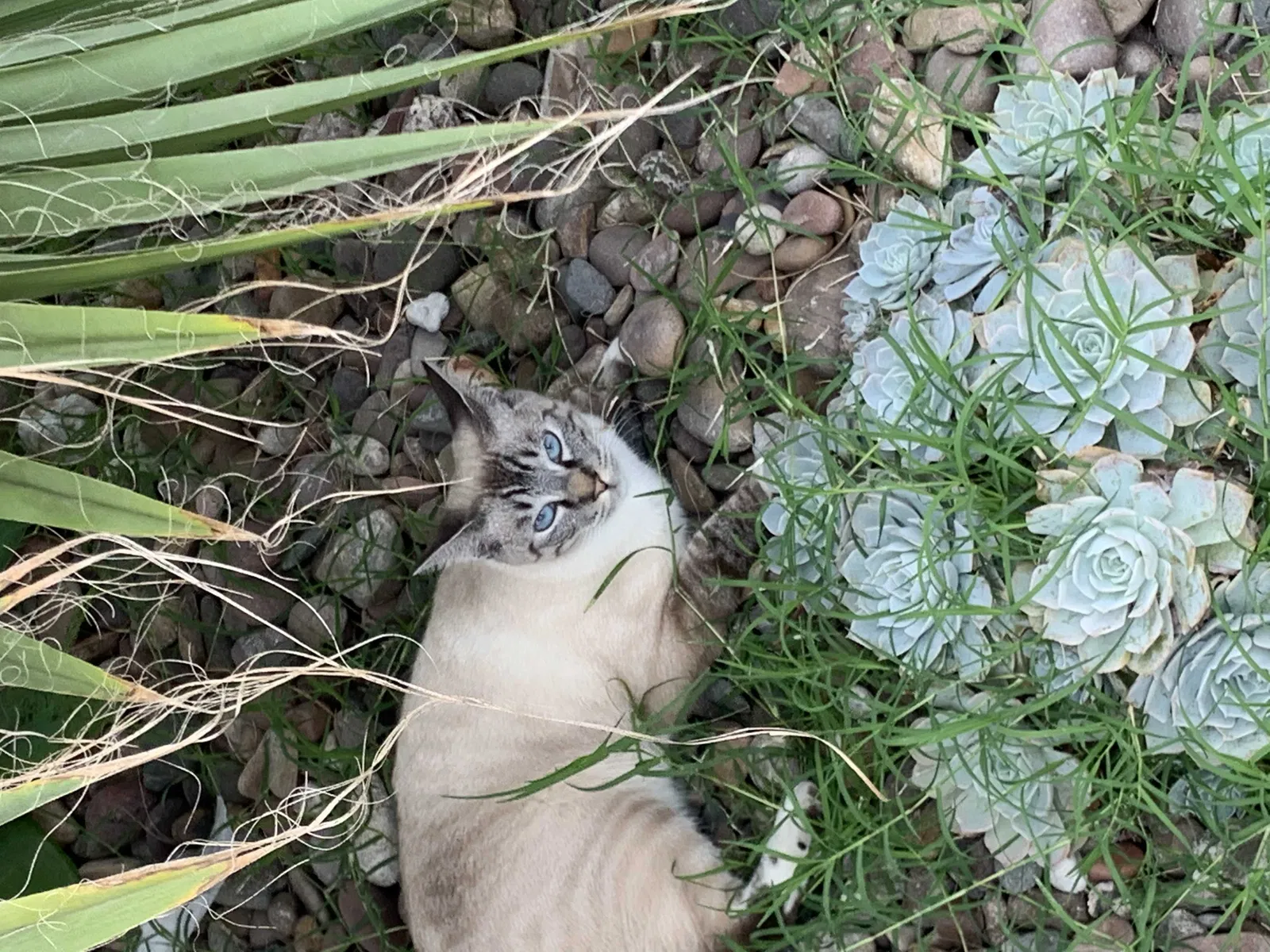 Lost cat in San Diego, CA, 92114