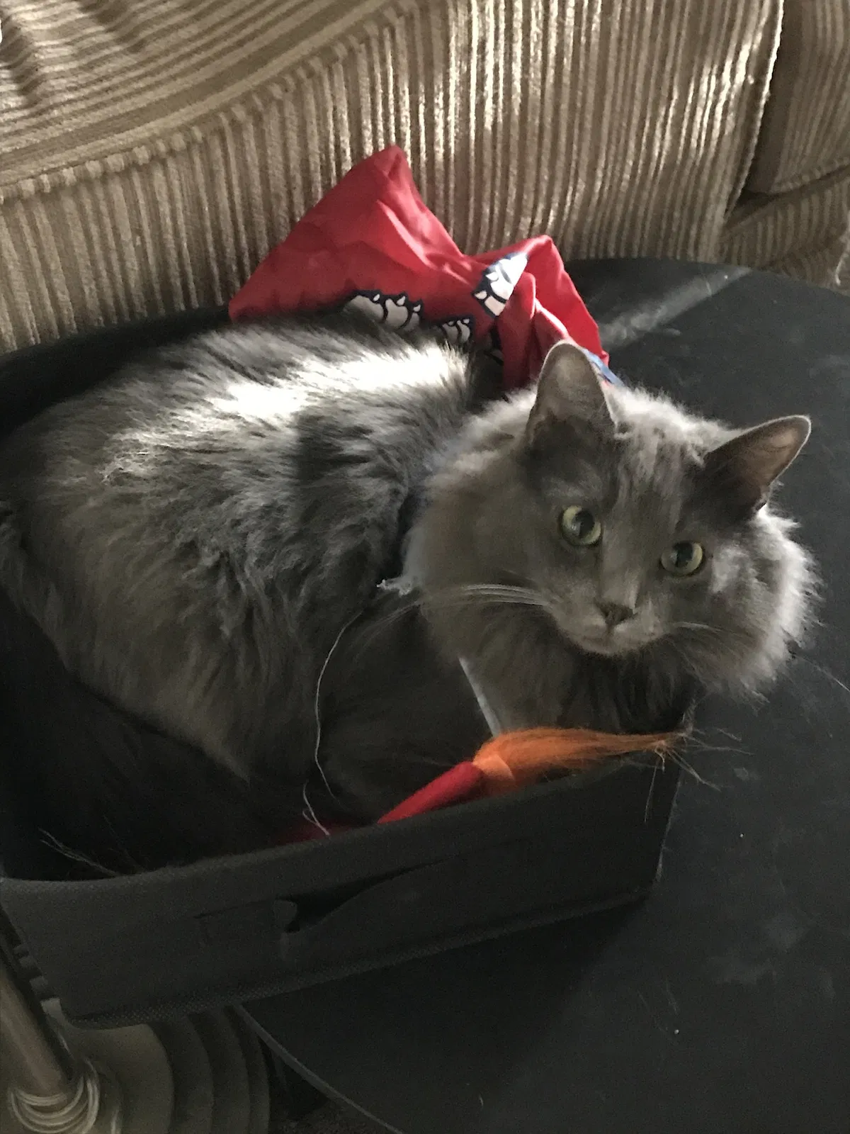 Lost cat in Fresno, CA, 93727