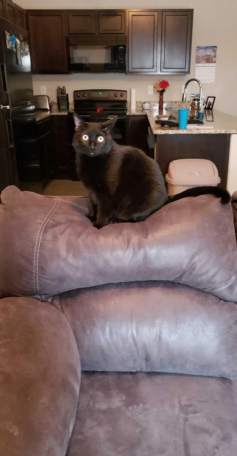 Lost cat in Derby, KS, 67037
