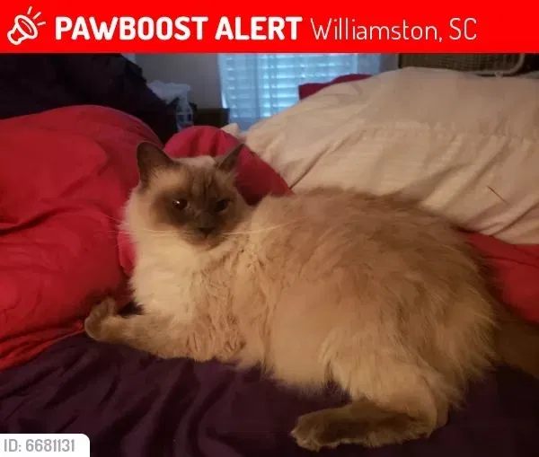 Lost cat in Williamston, SC, 29697