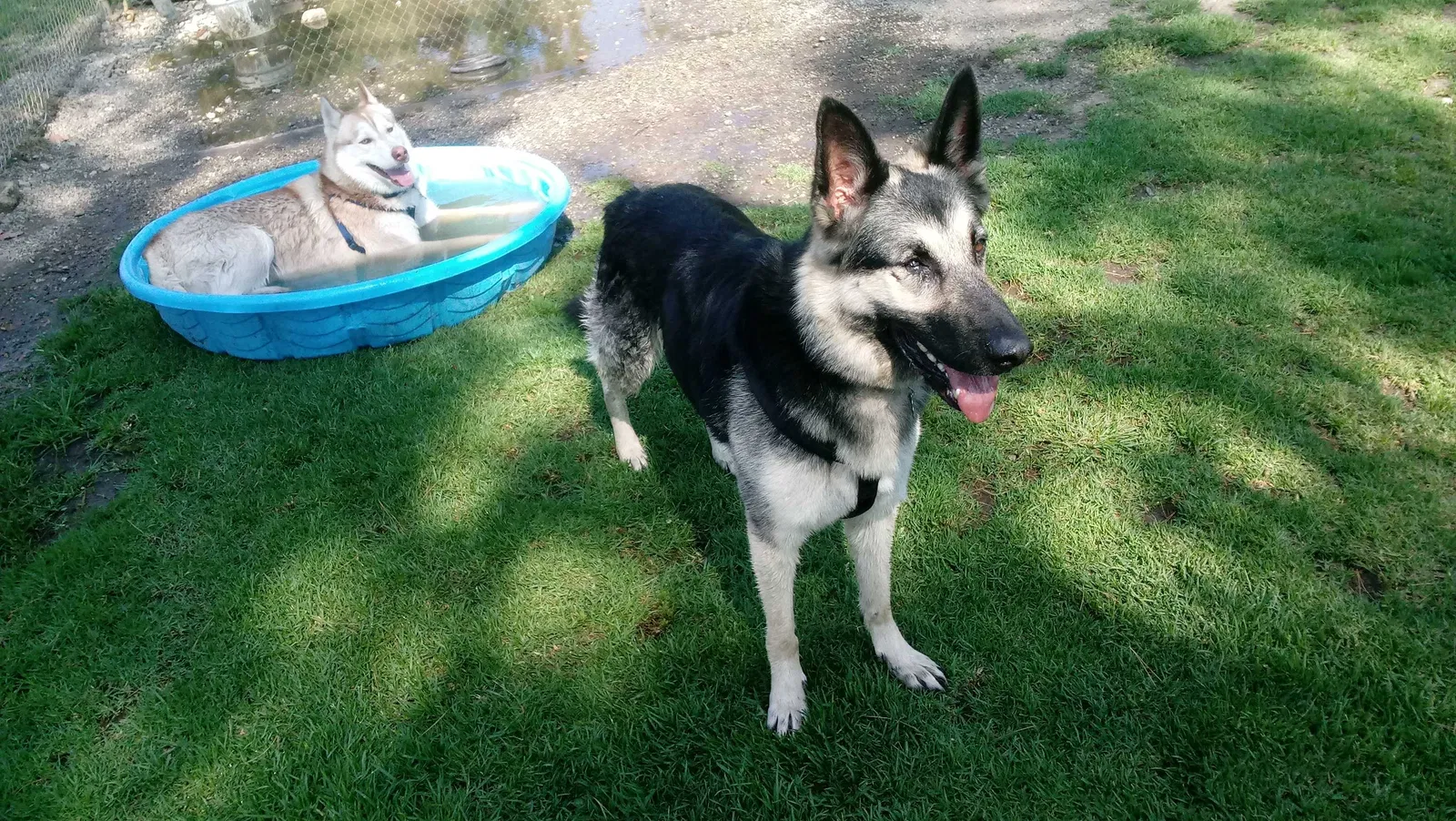 Lost dog in Rialto, CA, 92377
