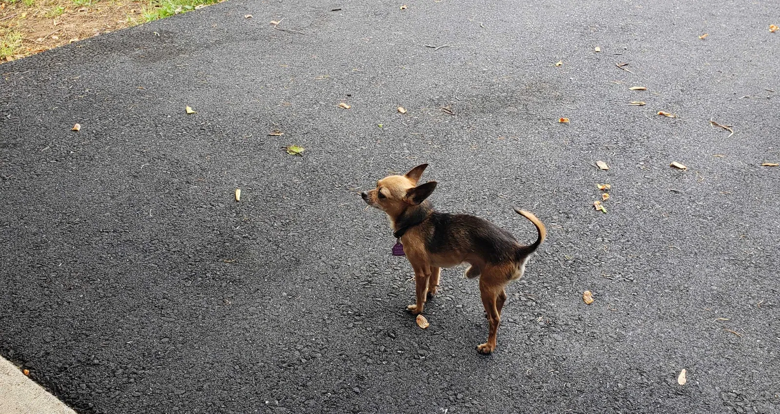 Lost dog in New Cumberland, PA, 17070