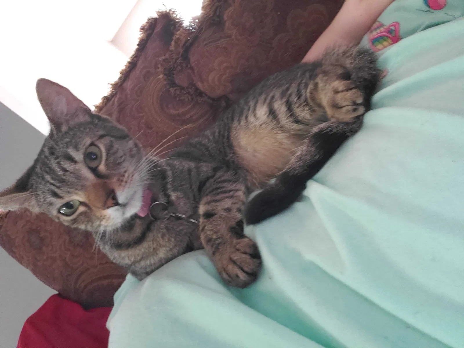 Lost cat in Mary Esther, FL, 32569