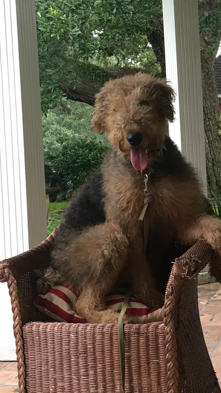 Lost dog in Gulfport, MS, 39501