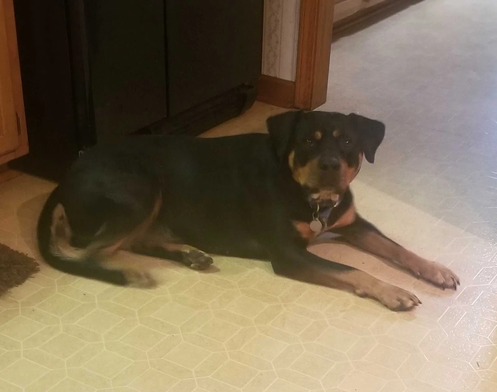 Lost dog in Lexington, NC, 27295