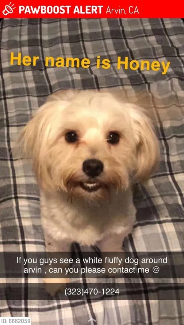 Lost dog in Arvin, CA, 93203