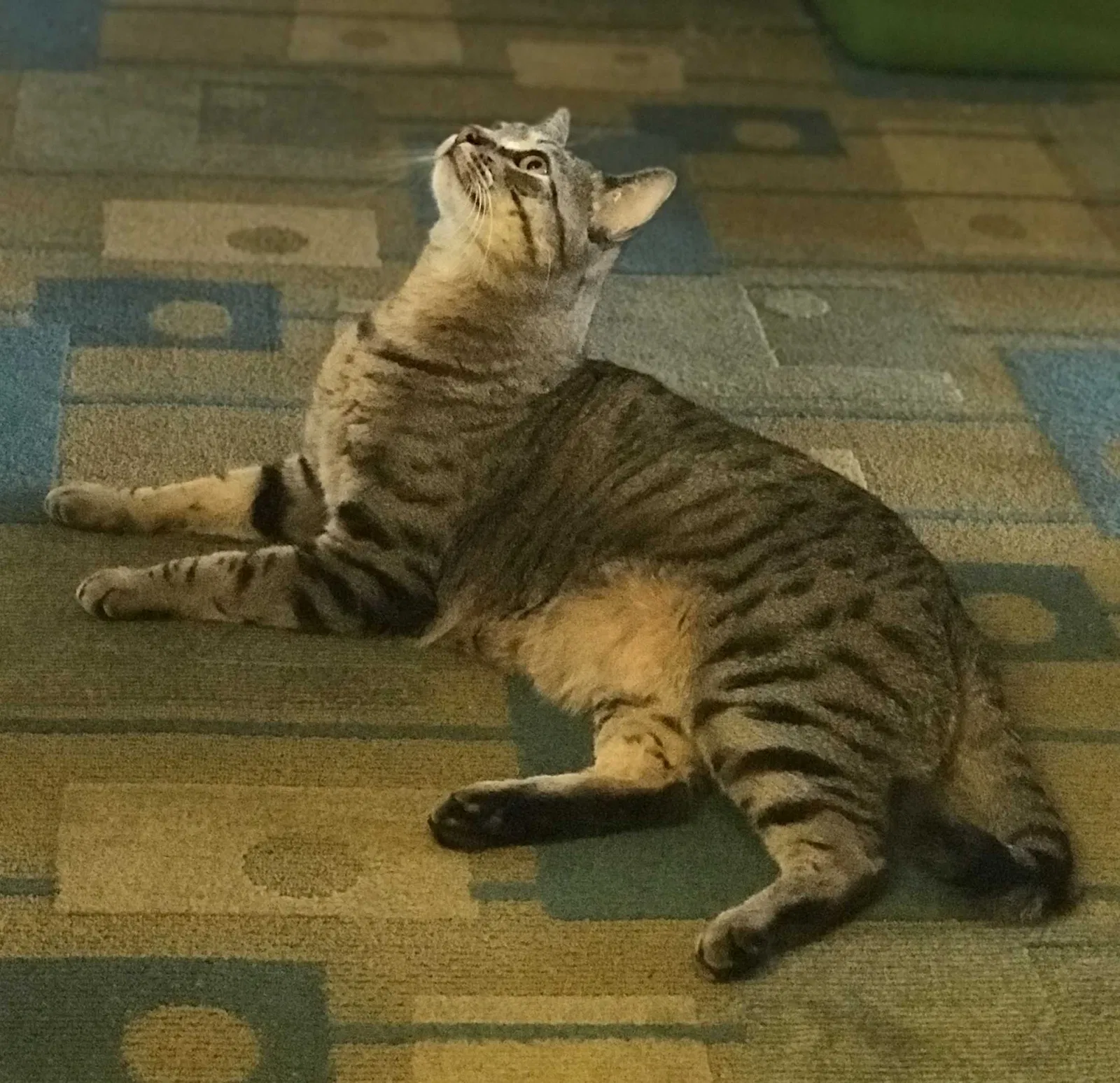 Lost cat in Albuquerque, NM, 87123