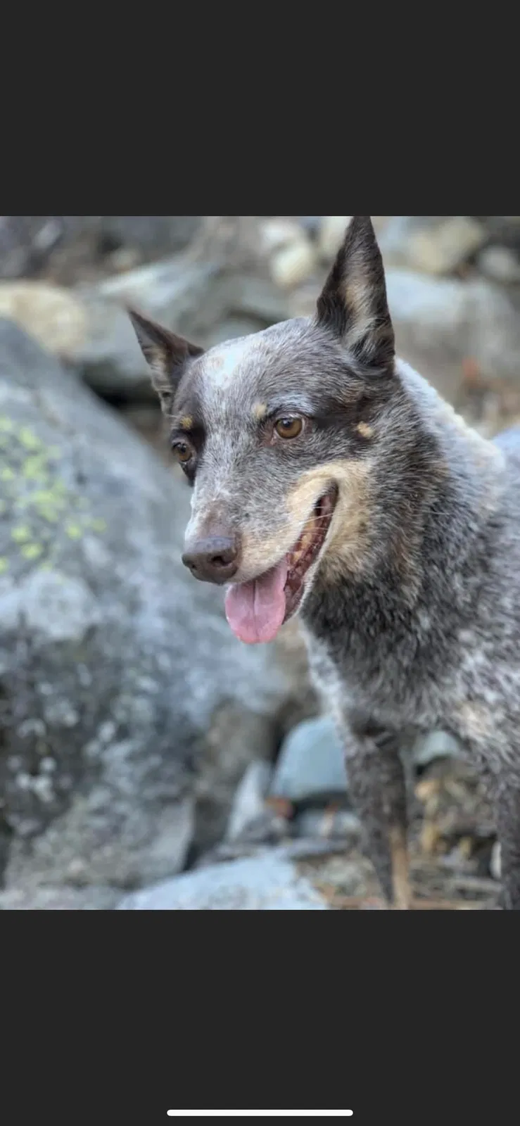 Lost dog in Oakdale, CA, 95361