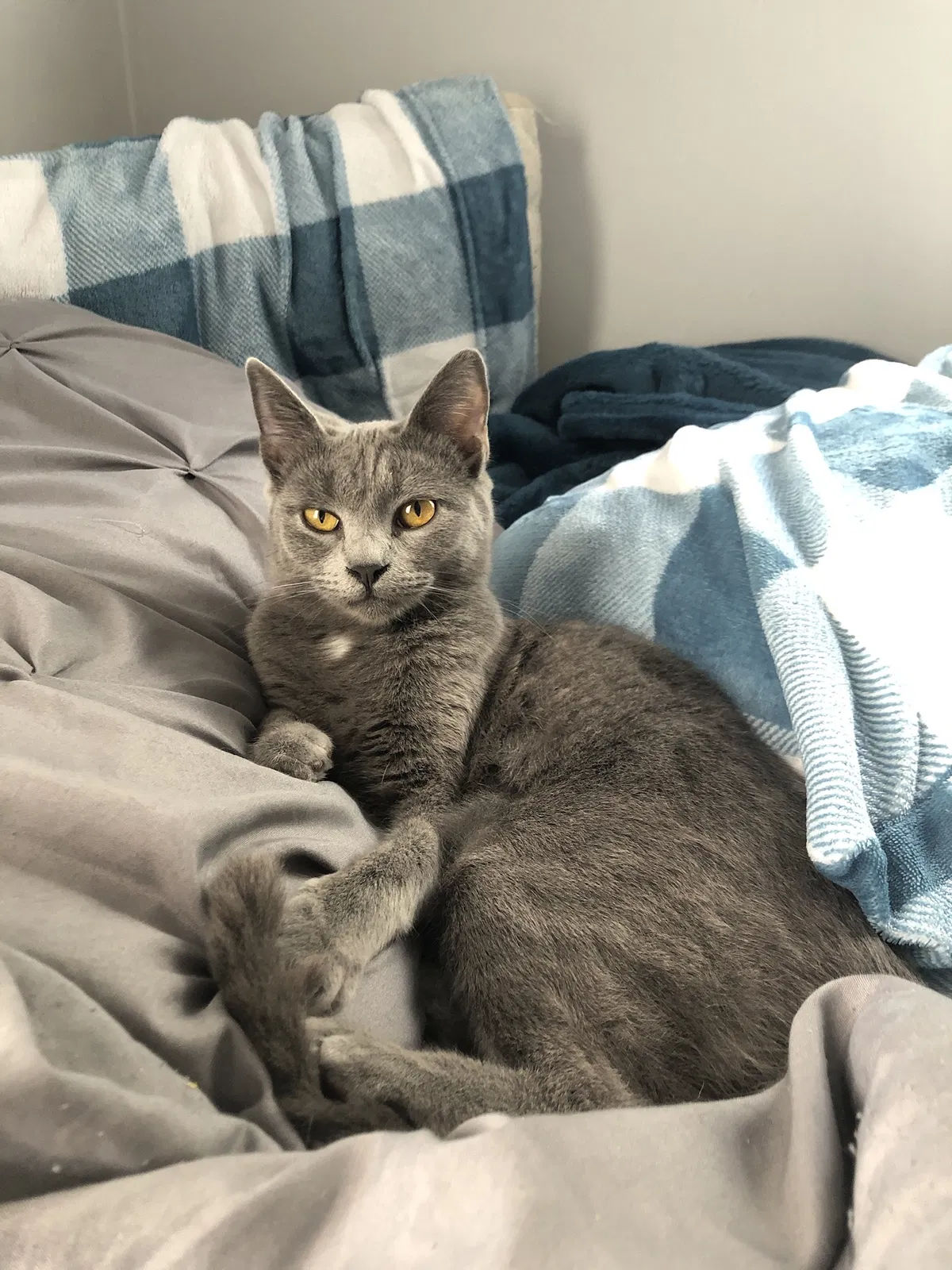 Lost cat in Johnson City, TN, 37604