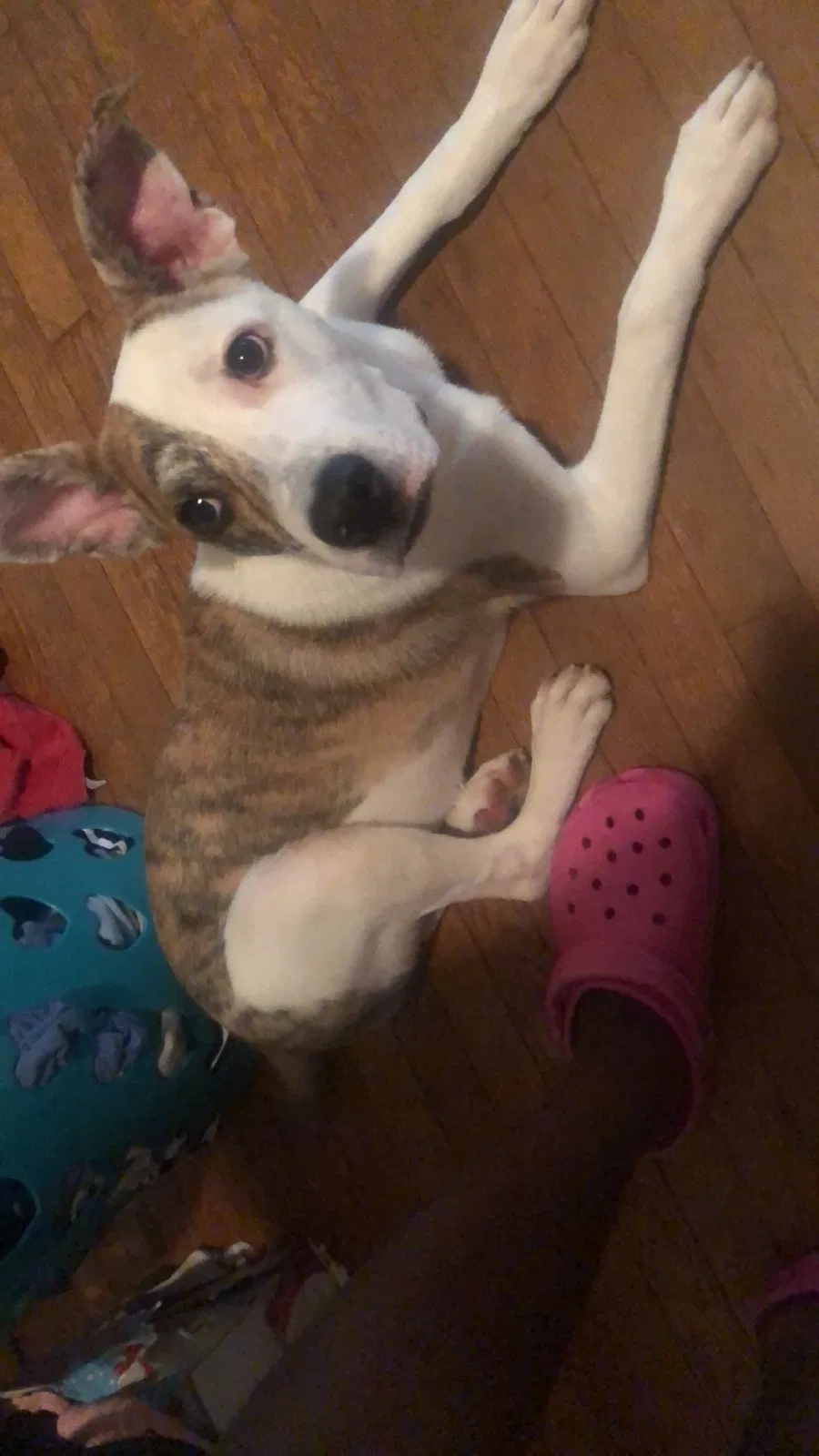 Lost dog in Saint Louis, MO, 63110