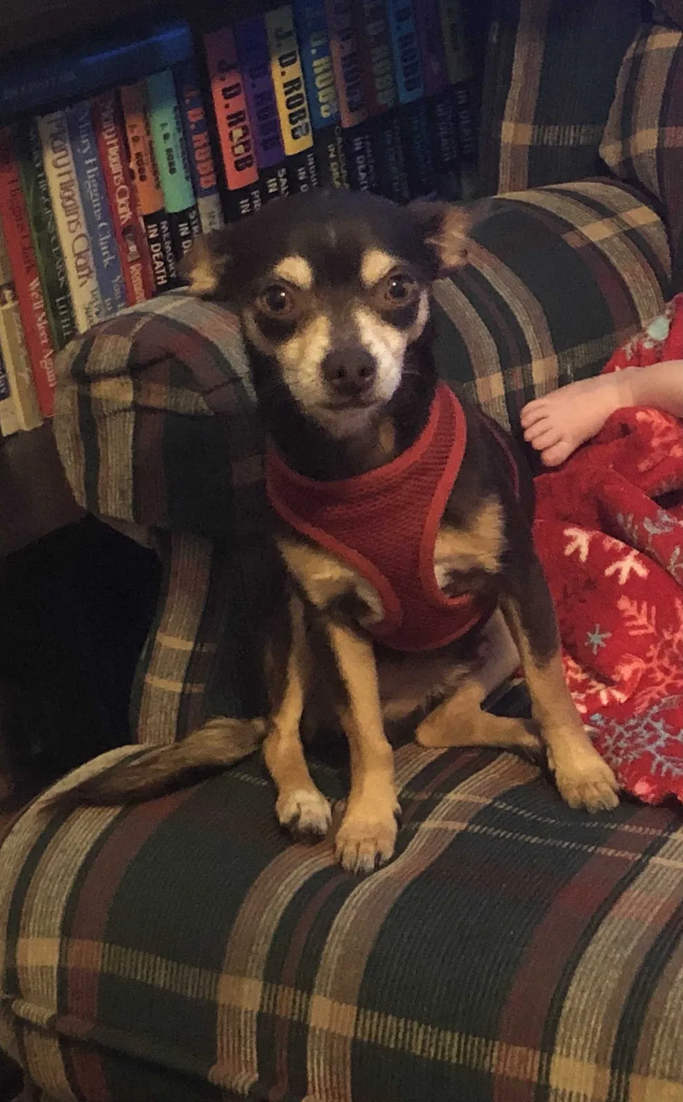 Lost dog in Greensboro, NC, 27401