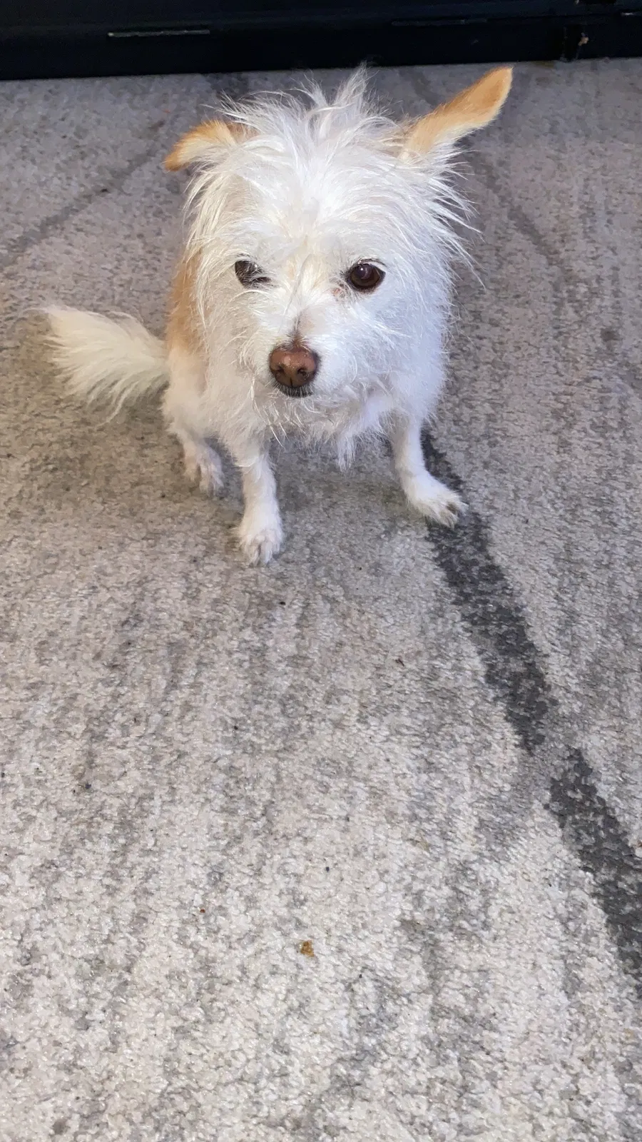Lost dog in Santa Monica, CA, 90401