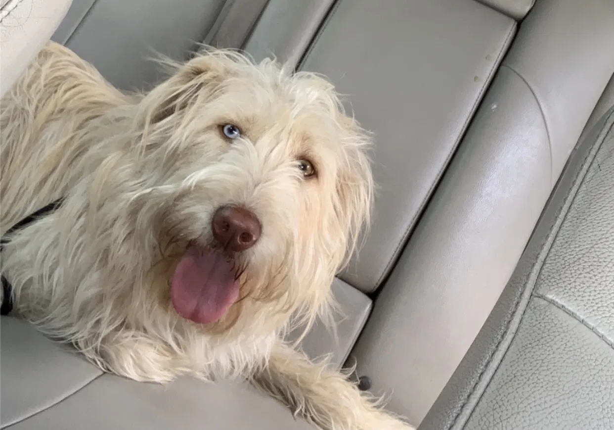 Lost dog in Canton, MI, 48188