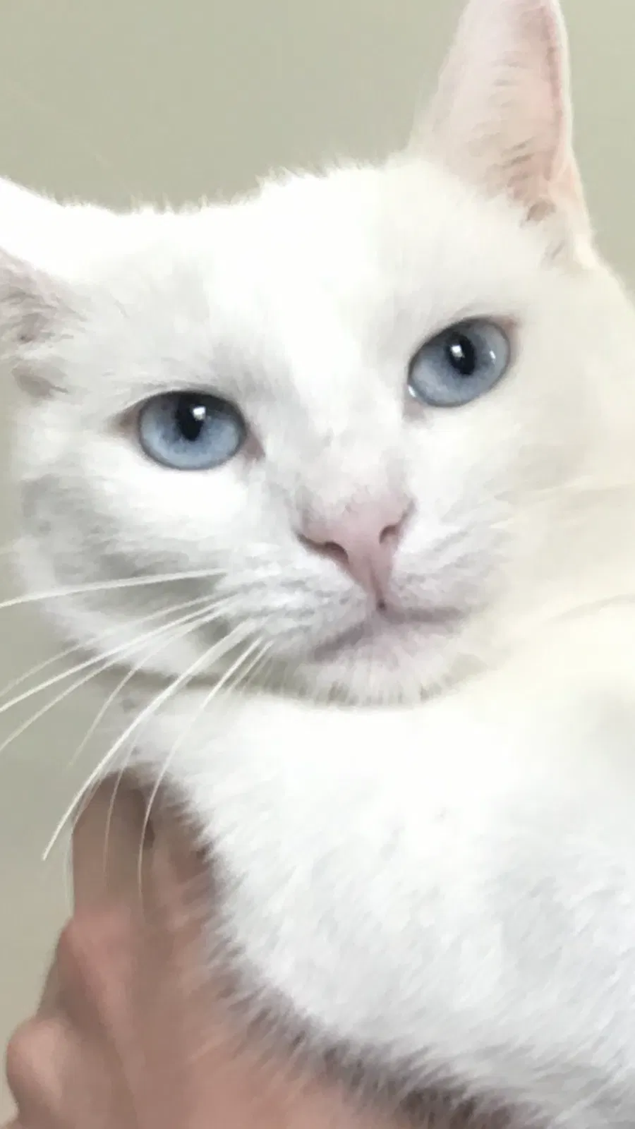 Lost cat in Sherman Oaks, CA, 91403