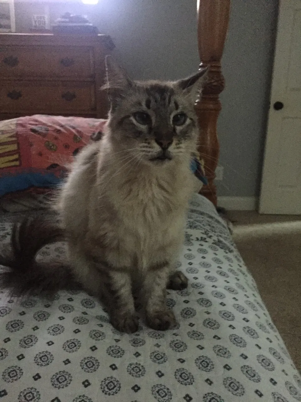 Lost cat in Rock Hill, SC, 29732