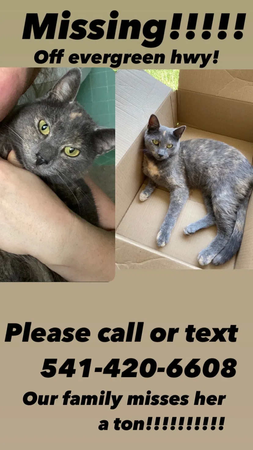 Lost cat in Vancouver, WA, 98664